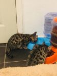Donne sublimes chatons bengal - 1 male & 1 femelle