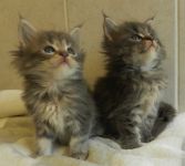 adorable chatons maine coon