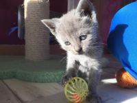 Chatons chartreux disponibles