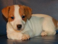 Jack russel femme