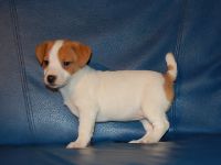 jack russel � donner