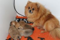 Magnifiques Chiots Spitz Nain Pom�ranien Pure Race