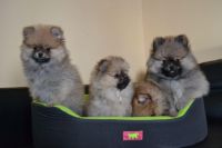 Magnifiques Chiots Spitz Nain Pom�ranien Pure Race
