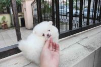 CHIOTS SPITZ POM�RANIEN A DONNER