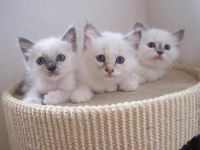 5 magnifique chatons sont disponible