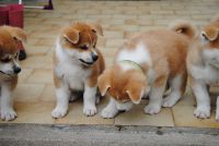 Magnifiques chiots Akita Inu
