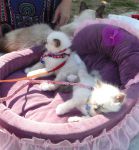 Chatons type birman pour adoption