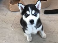 Chiens - Superbe chiots Husky Sib�rien a donner