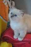 Chatons Sacr� de Birmanie disponibles