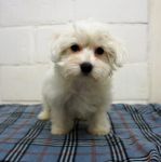 bichon maltaise