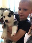 Superbe chiots Husky Sib�rien a donner