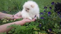 A DONNER chiot spitz pom�ranien femelle