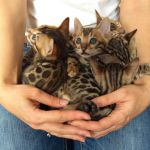 Chatons tigre bengal disponibles