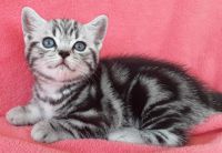 2 chatons British Shorthair tigr�s