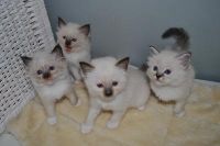 Sacr� de Birmanie