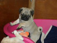 Magnifiques Chiots Carlin A Donner