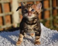 Bengal a donner
