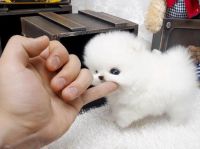 Spitz blanc