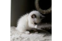 Chatons Ragdoll Disponible � donner