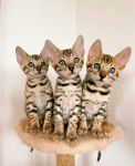 Chaton a donner bengal