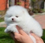 CHIOTS SPITZ POM�RANIEN A DONNER