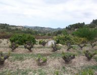 photo de l'annonce I-2097578 Terrain
